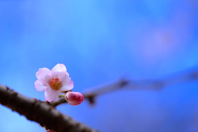御池桜
