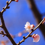 真冬の京都に咲く桜