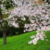 京都蹴上インクラインの桜