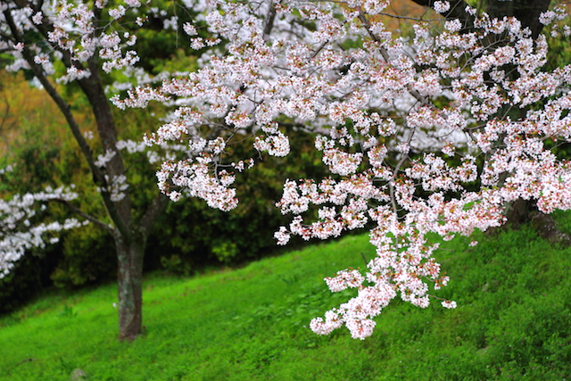 京都蹴上インクラインの桜