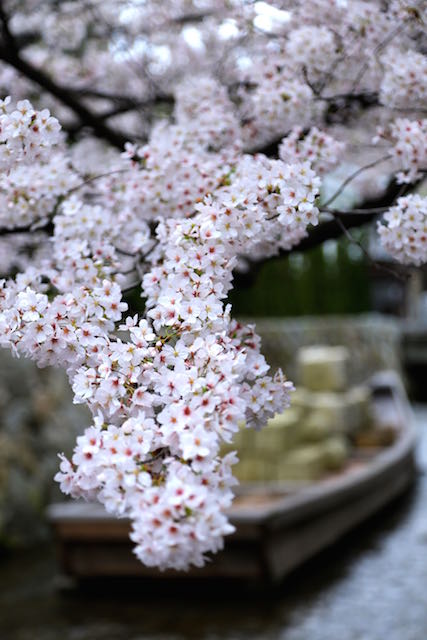 京都高瀬川の桜