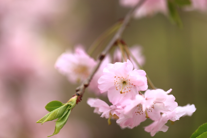 京都鴨川の桜