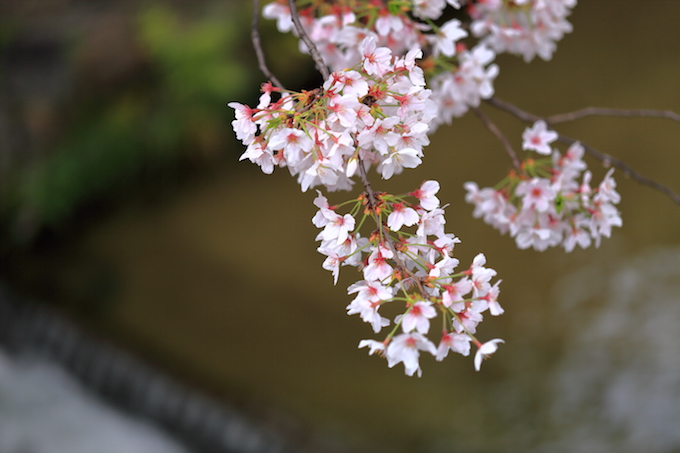 京都祇園白川巽橋の桜