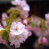京都 平野神社の桜