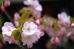 2016年京都の桜