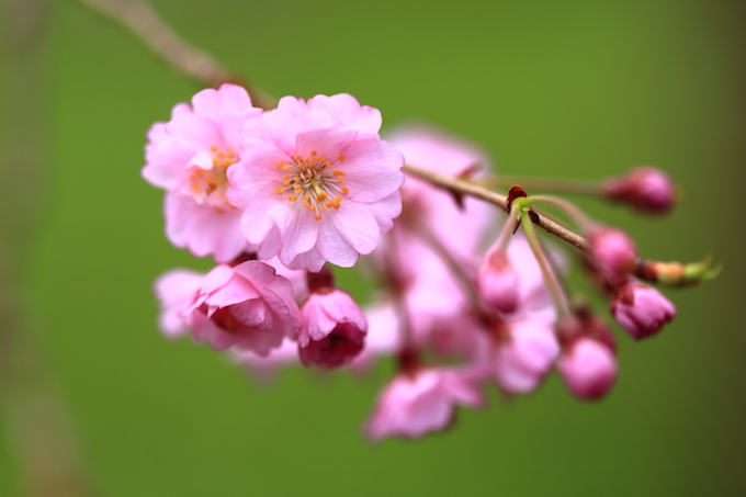 京都 平野神社の桜