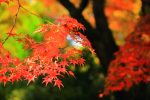 京都 北野天満宮の紅葉 2016