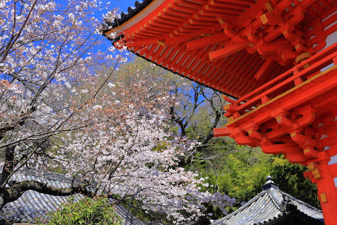紀三井寺の桜