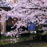 京都の桜 祇園白川・鴨川 2017