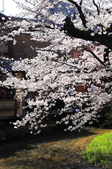 祇園　巽橋　桜