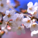 京都 大覚寺の桜　2019