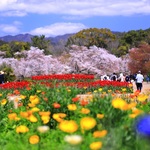 京都府立植物園　2019 春