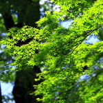 京都 北野天満宮の青もみじ 2019