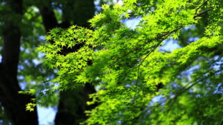 京都 北野天満宮