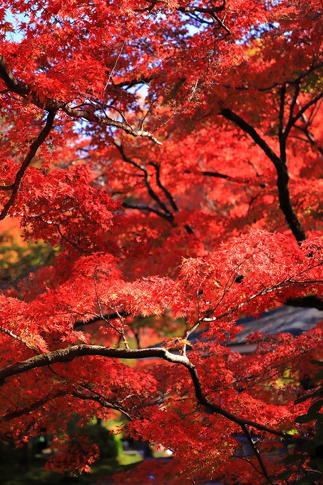 京都府立植物園　紅葉