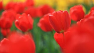 京都府立植物園