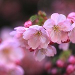 京都 平野神社 春 2021