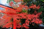 京都 下鴨神社 紅葉 2021