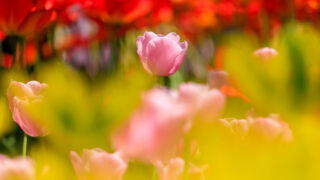京都府立植物園