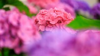 ホテルオークラ京都　あじさい