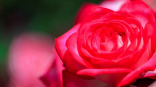 京都府立植物園