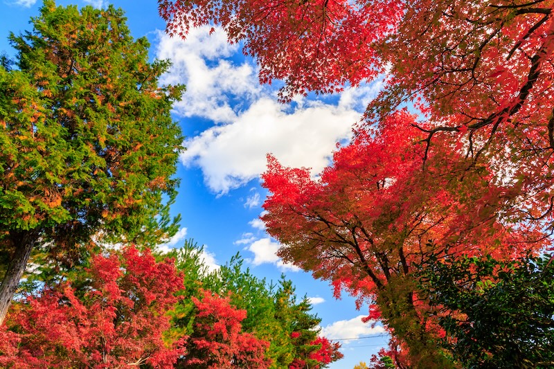 京都　天龍寺