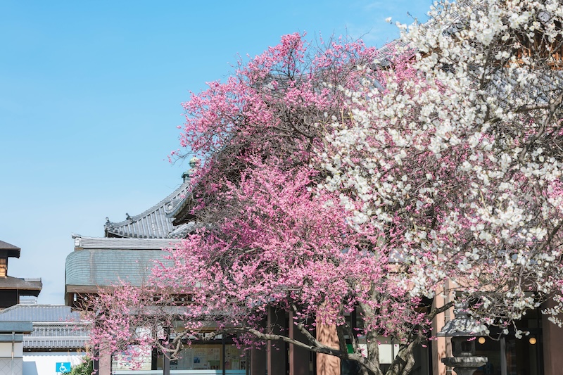 京都 興正寺