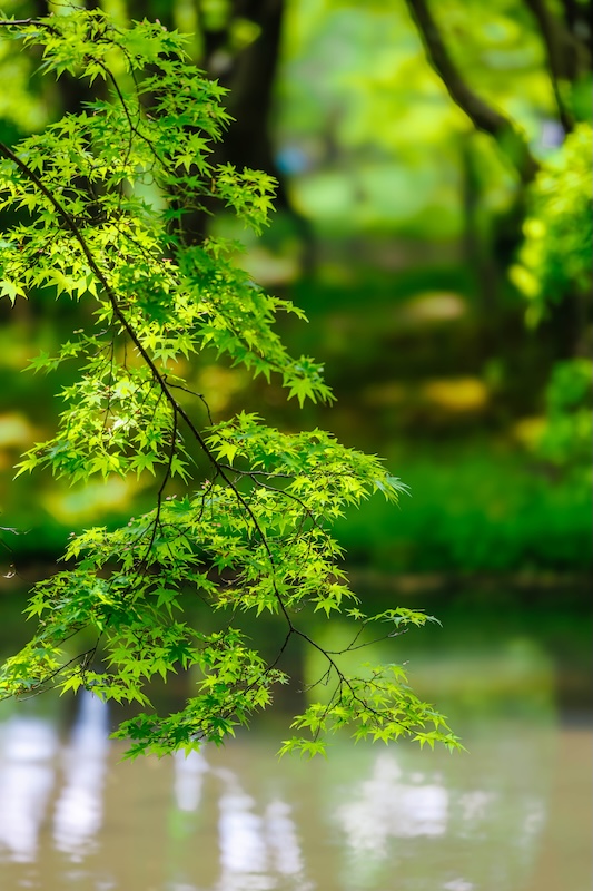 京都府立植物園