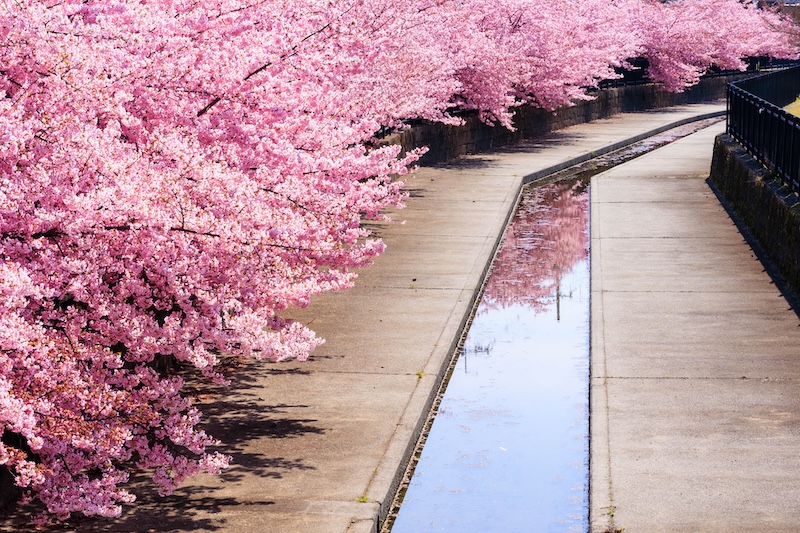 京都 伏見 淀水路の河津桜