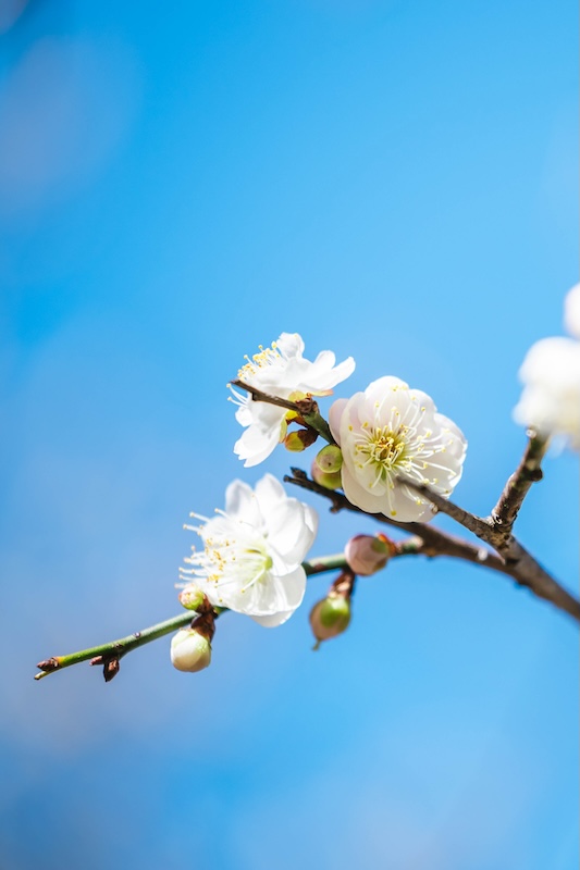 京都府立植物園