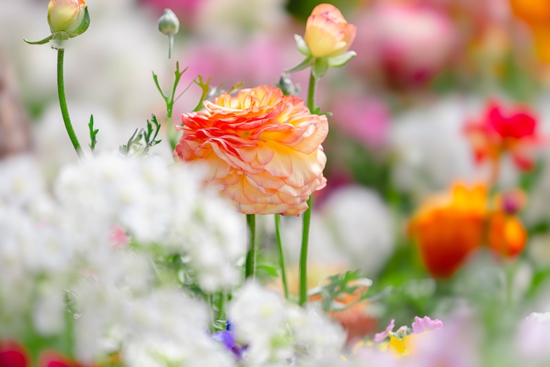 京都府立植物園