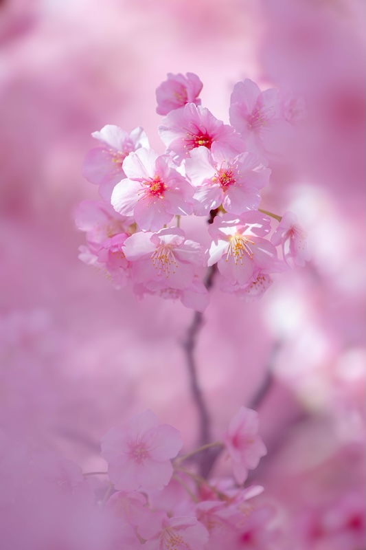 京都 伏見 淀水路の河津桜