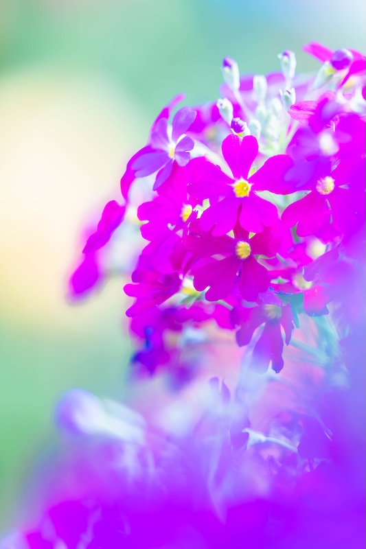 京都府立植物園