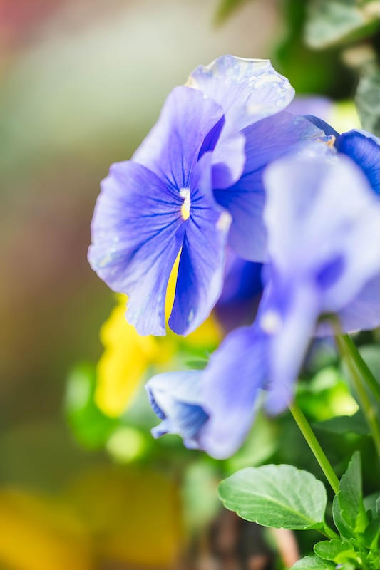 京都府立植物園