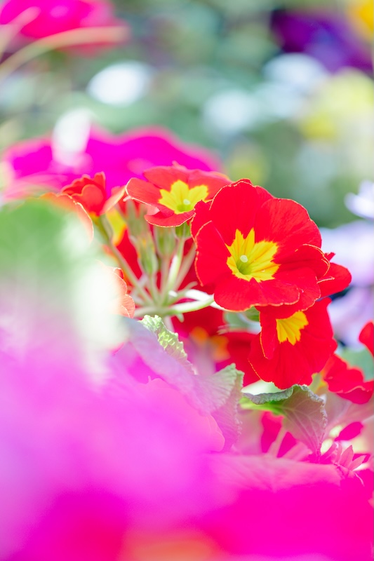 京都府立植物園