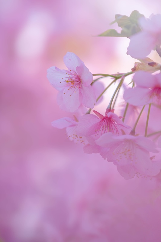 京都 伏見 淀水路の河津桜