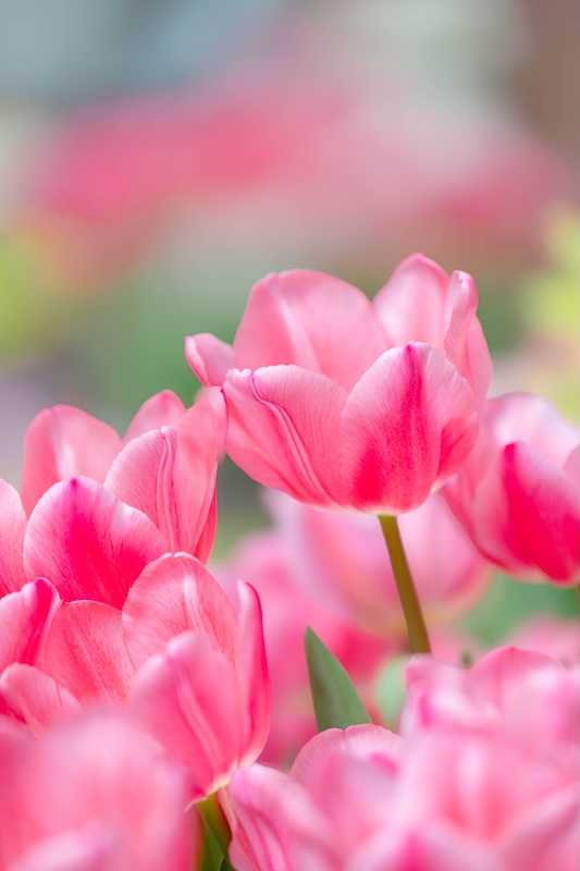 京都府立植物園