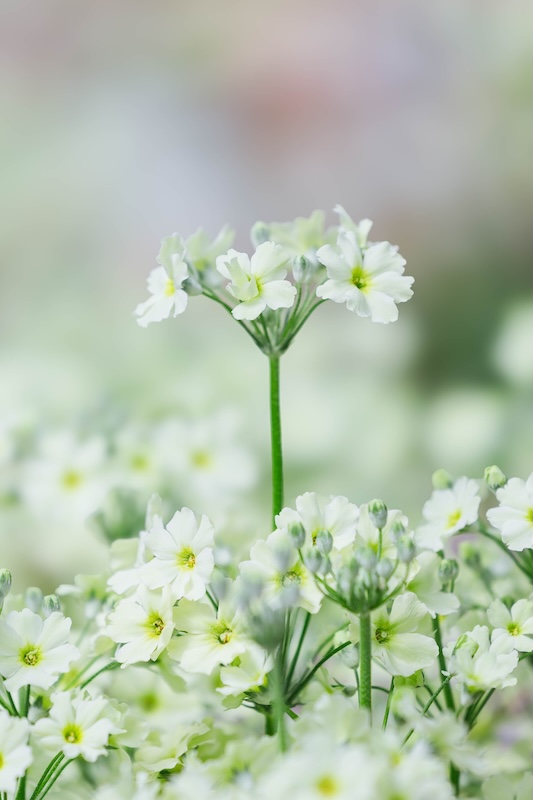 京都府立植物園