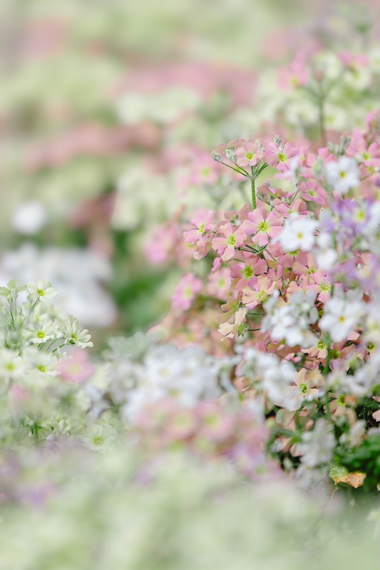 京都府立植物園