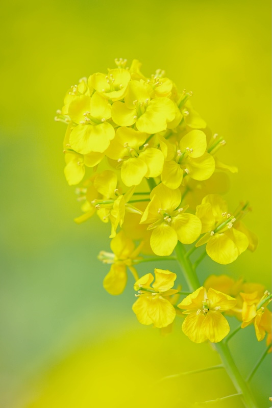 京都府立植物園