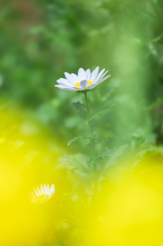 京都府立植物園