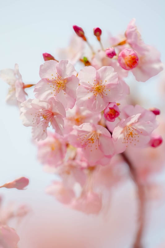 京都 伏見 淀水路の河津桜