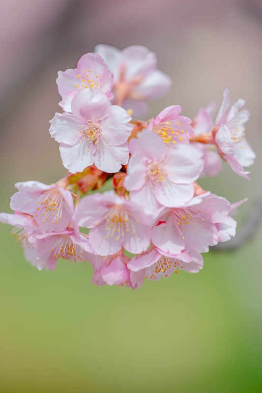 京都 伏見 淀水路の河津桜