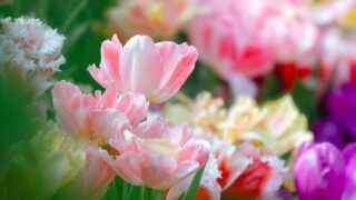 京都府立植物園