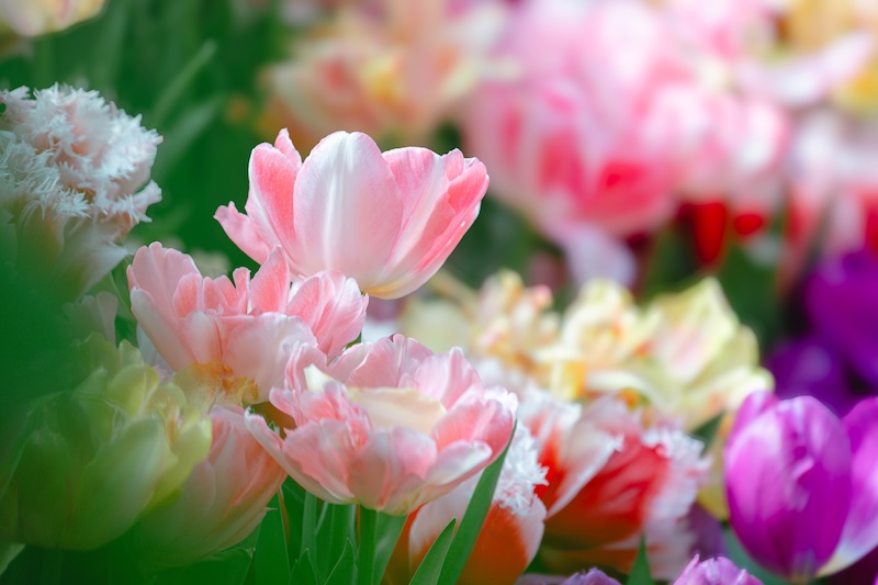 京都府立植物園