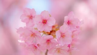 京都 伏見 淀水路の河津桜