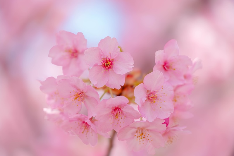 京都 伏見 淀水路の河津桜
