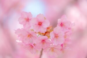京都 伏見 淀水路の河津桜