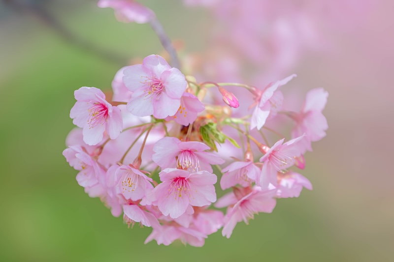 京都 伏見 淀水路の河津桜