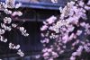 祇園　巽橋　桜
